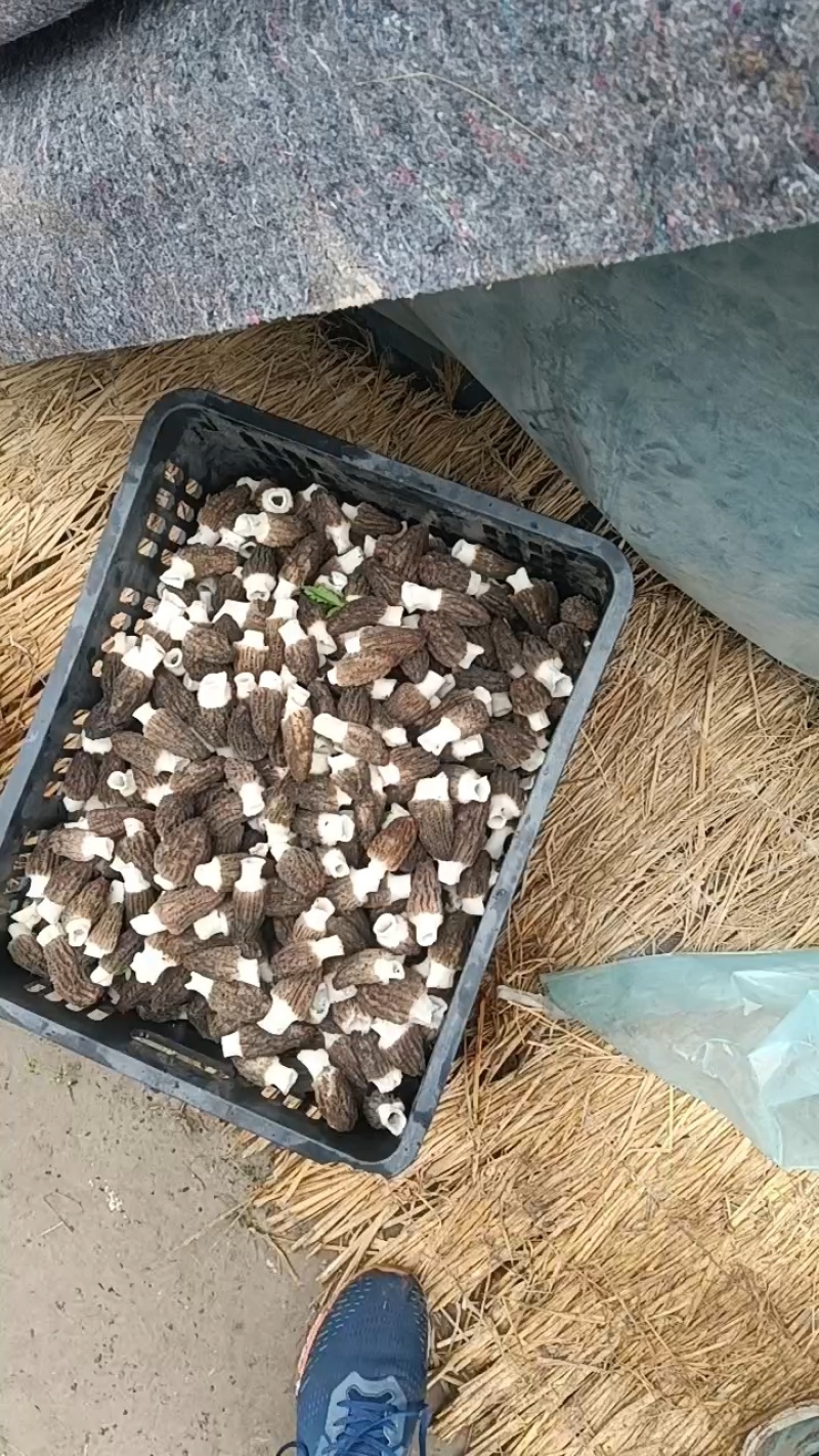 羊肚菌