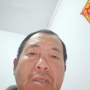 山西永济红油香椿现摘现发品质保证有需要速度联系慢无
