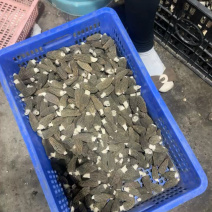 新鲜羊肚菌直销批发送礼盒包邮