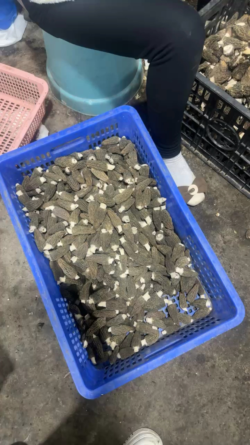 新鲜羊肚菌直销批发送礼盒包邮