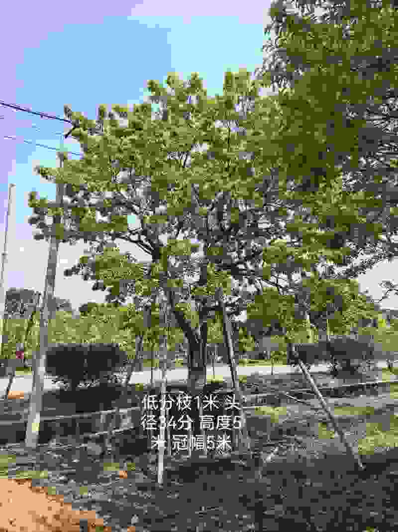 各类20-60公分单杆丛生造型红果冬青出售🌹