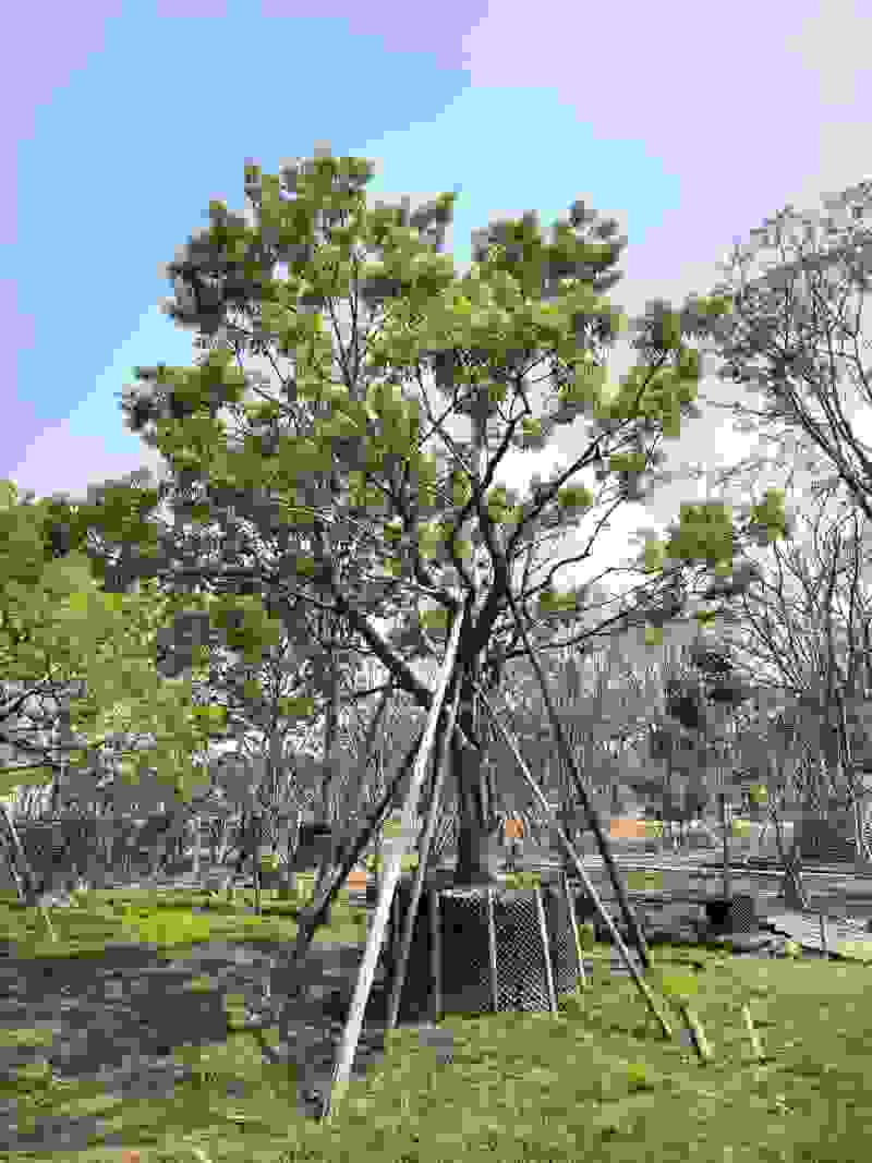 各类20-60公分单杆丛生造型红果冬青出售🌹