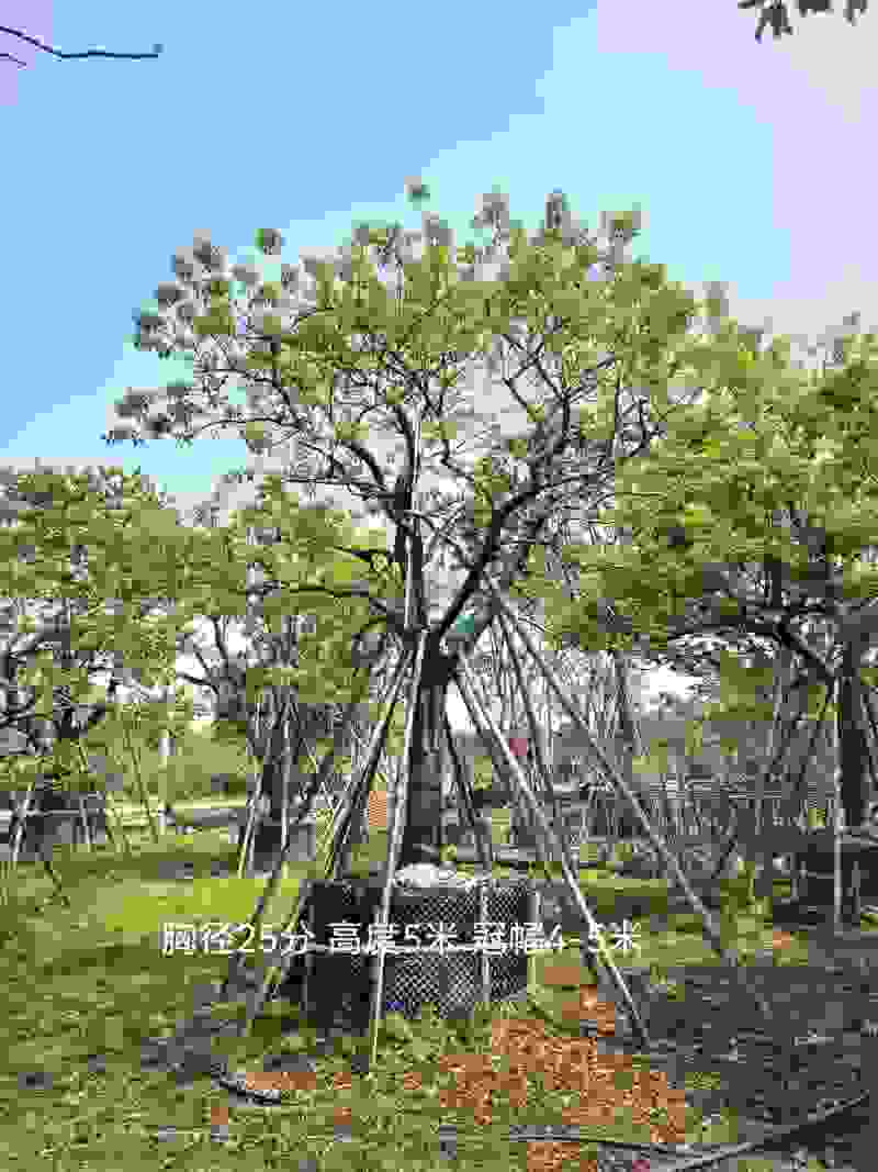 各类20-60公分单杆丛生造型红果冬青出售🌹
