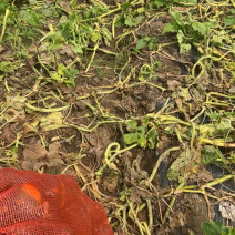 Baby南瓜品质好，市场货大量有货