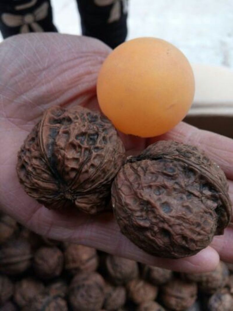 核桃去皮干