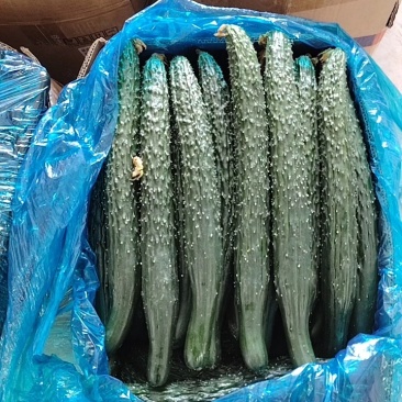 河南夏邑密刺黄瓜，产地直销，代发商超，电商直供