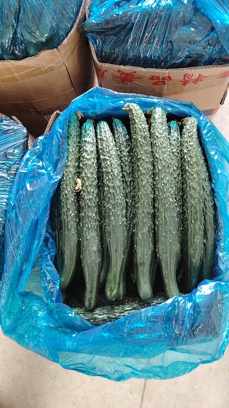 河南夏邑密刺黄瓜，产地直销，代发商超，电商直供