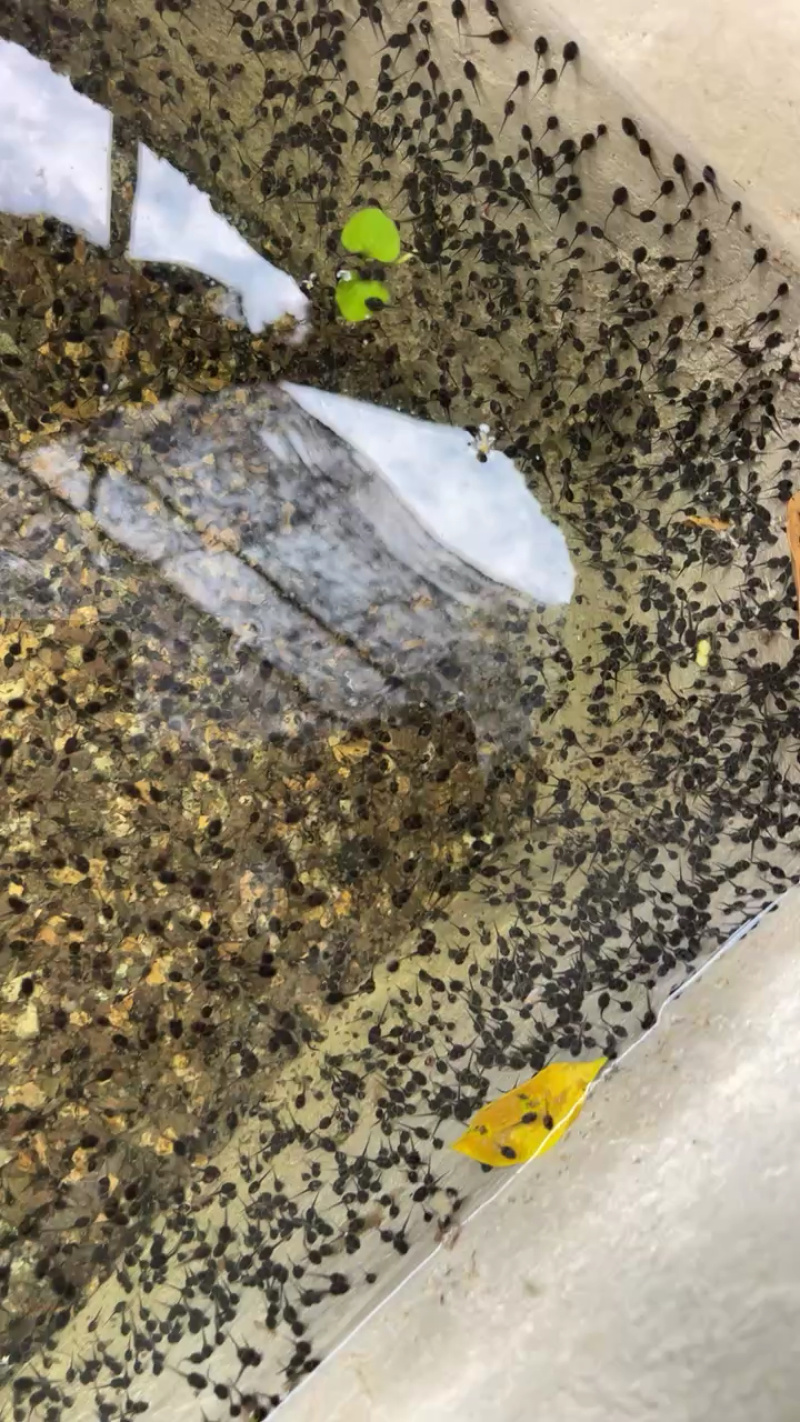 蛙苗蝌蚪苗水花苗0.7厘米左右牛蛙苗欢迎来电咨询