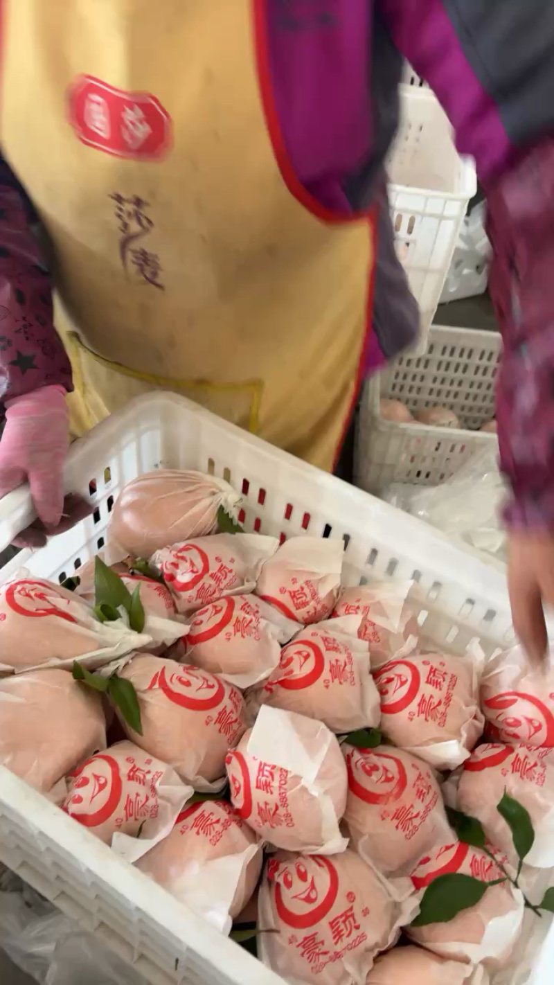 【一件代发】四川不知火丑橘现采现发八甜两酸新鲜采摘