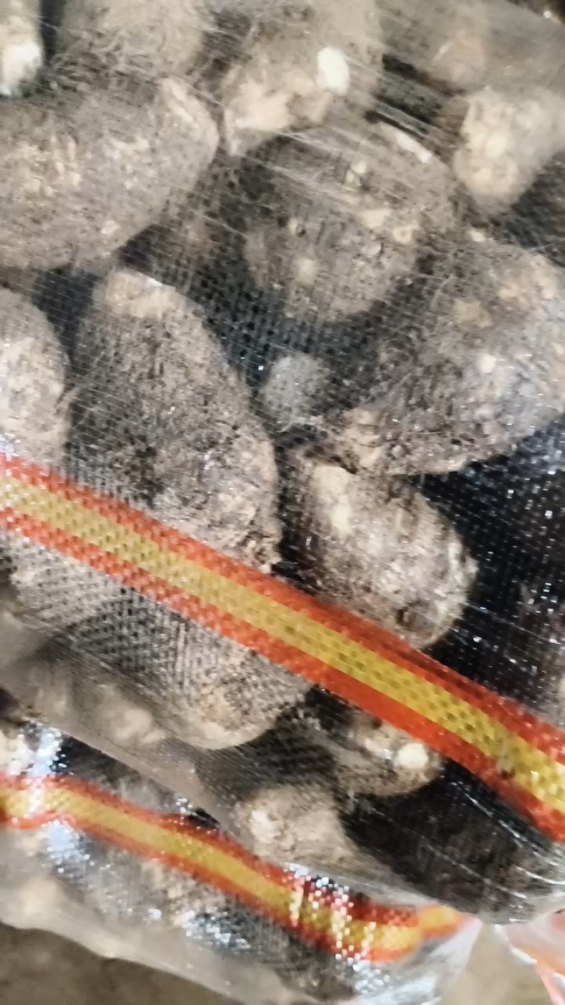 大球芋头分拣中，果形饱满一块七！