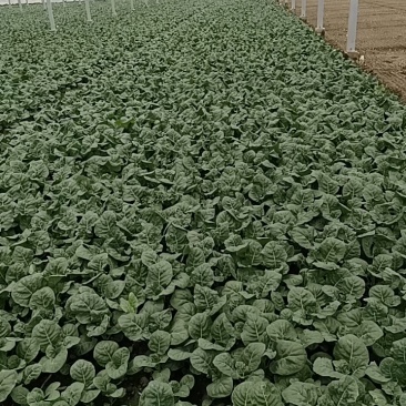 长年种植新鲜蔬菜，中花芥兰，广东菜心批发