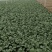 长年种植新鲜蔬菜，中花芥兰，广东菜心批发