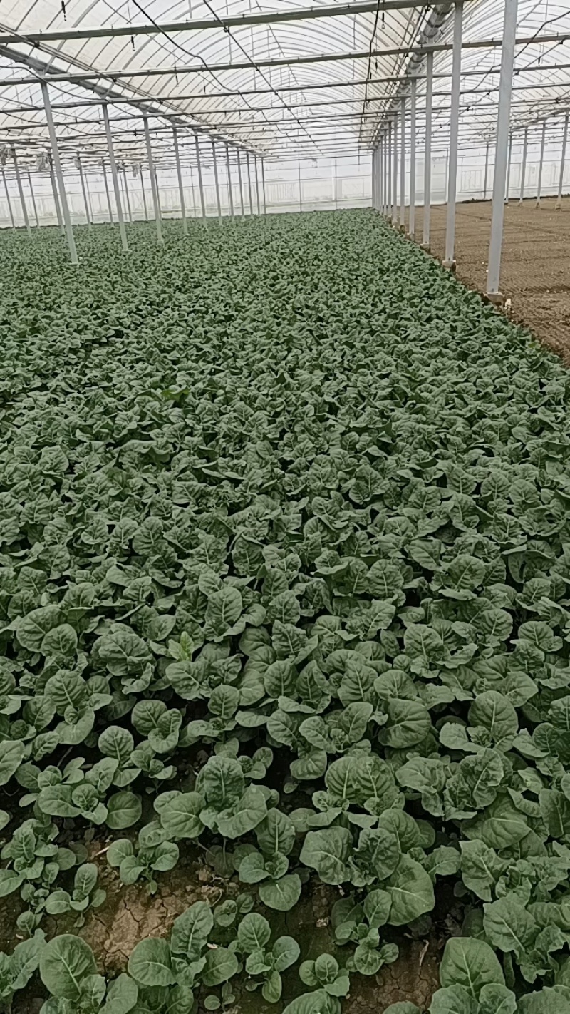 长年种植新鲜蔬菜，中花芥兰，广东菜心批发