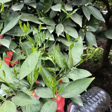 秭归伦晚脐橙产地发货货源稳定产地直发诚信经营