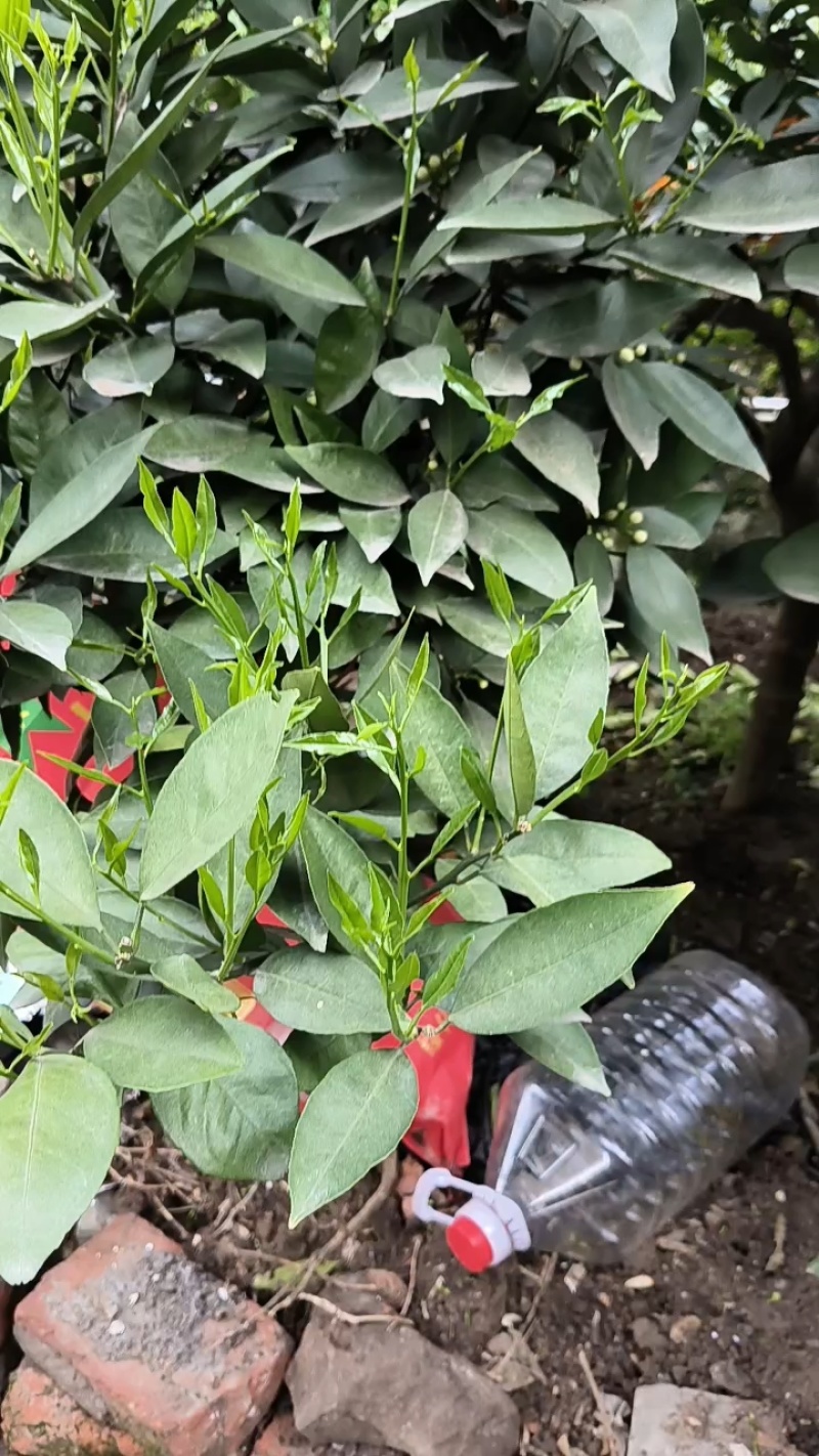 秭归伦晚脐橙产地发货货源稳定产地直发诚信经营