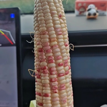 精品花糯玉米大量上市品质保证量大从优一手货源