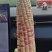 精品花糯玉米大量上市品质保证量大从优一手货源