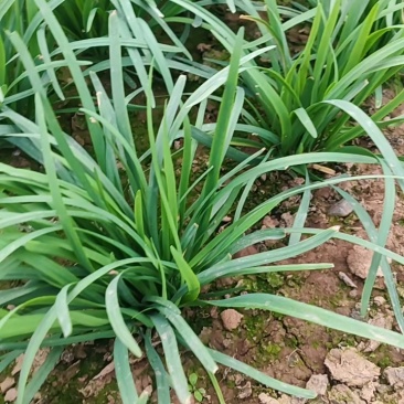 河南平顶山汝州大叶韭菜支持各大商超供货视频看货大量有货