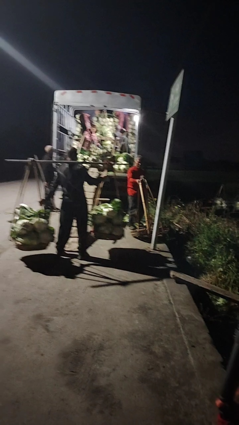 彭州市大白菜多年代办提供实地考察欢迎新老客户前来采购