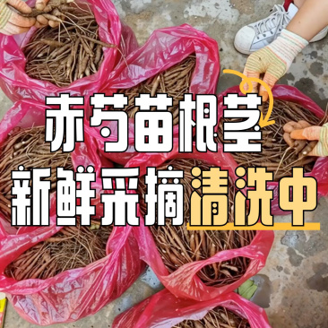 1年芍药苗，赤芍苗自家苗圃种植，一手货源