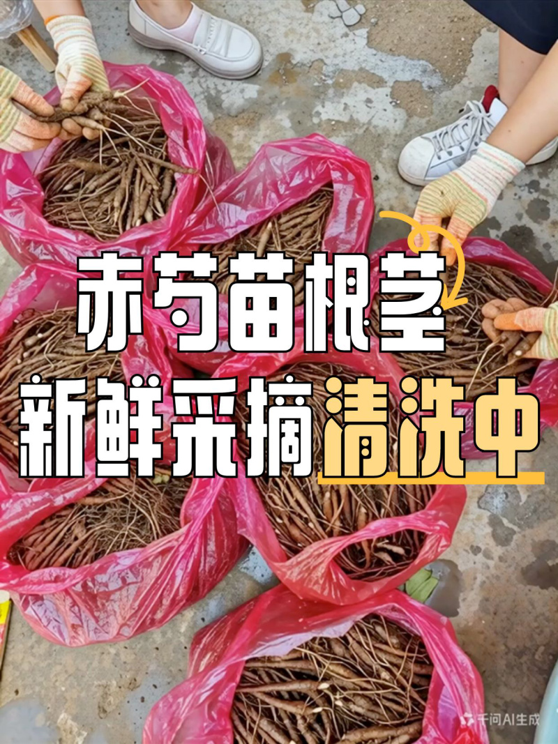 1年芍药苗，赤芍苗自家苗圃种植，一手货源