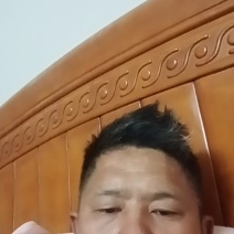 新鲜羊肚菌松茸菇现采现发，量大从优可送货