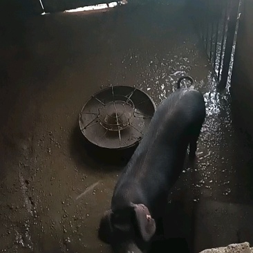 土猪