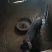 土猪