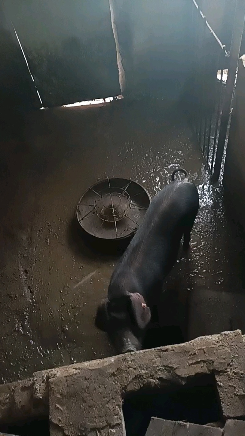 土猪