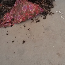 精品红薯粉条一手货源质量保证量大从优诚信经营欢迎咨询