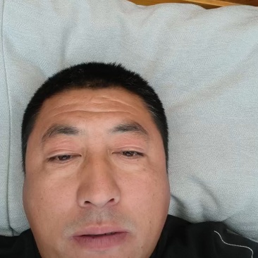 酸枣苗冬枣苗嫁接成品蟠枣树苗