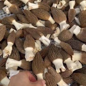 头茬新鲜羊肚菌
