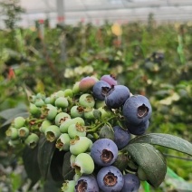 正宗当季新鲜花香蓝莓