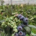 正宗当季新鲜花香蓝莓
