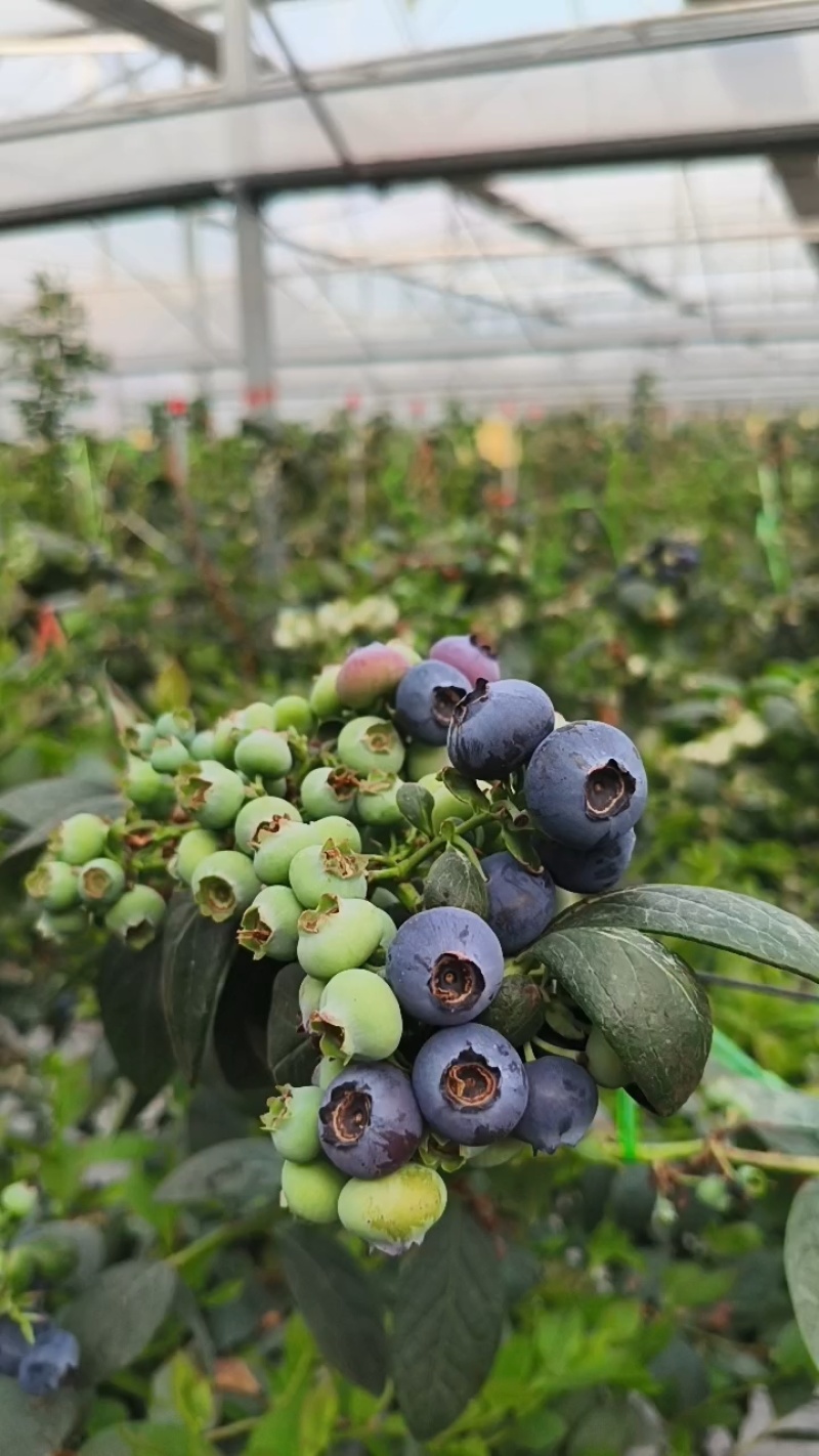 正宗当季新鲜花香蓝莓