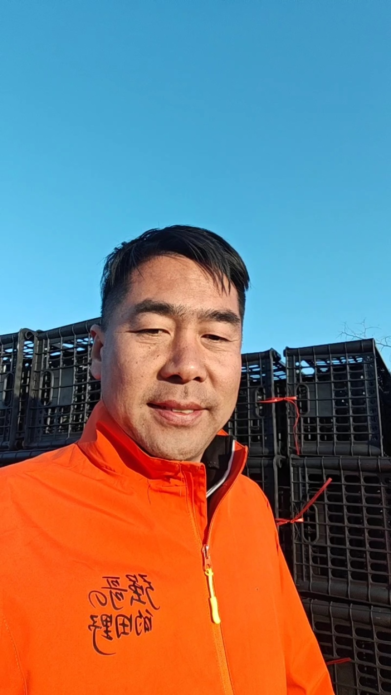 辽宁油菜/上海青/唐菜产地直发可视频看货/量大从优