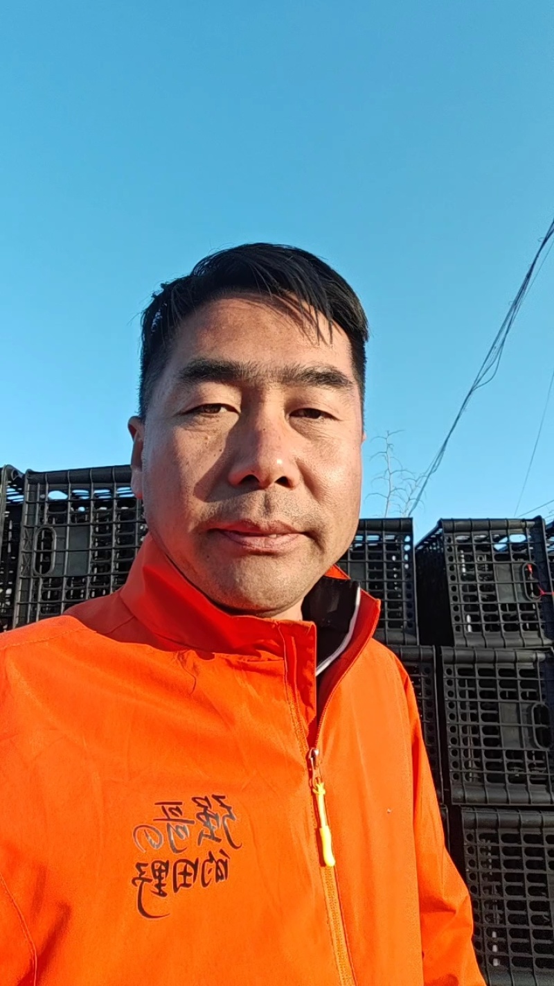 生菜大量供应保质保量诚信经营欢迎采购联系