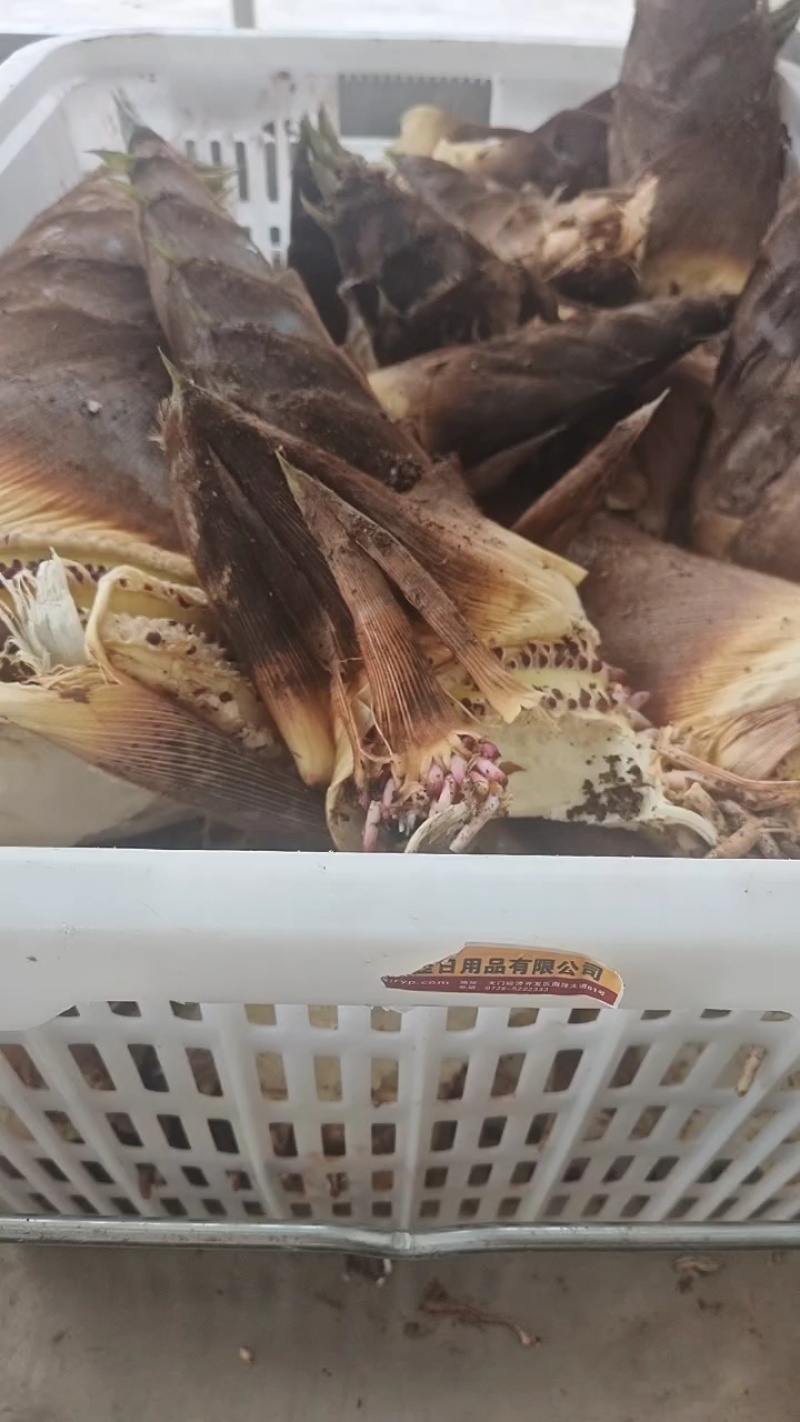笋子春笋现挖
