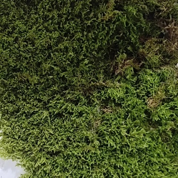 批发苔藓大灰藓长毛藓星星藓白发藓包邮各种苔藓