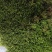 批发苔藓大灰藓长毛藓星星藓白发藓包邮各种苔藓