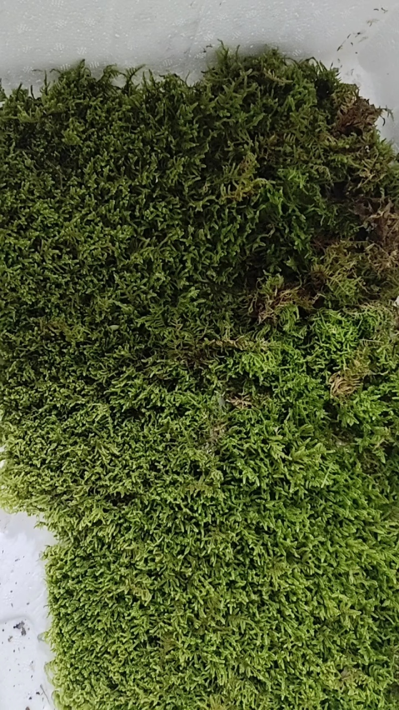批发苔藓大灰藓长毛藓星星藓白发藓包邮各种苔藓