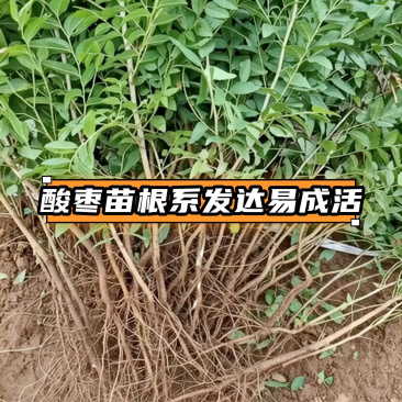 酸枣苗，双仁酸枣种植技巧和技术晋酸3号，裸跟苗