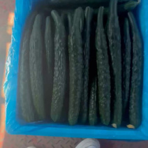 {牛商}河南夏邑县密刺黄瓜，大量上市，产地直发，欢迎来电