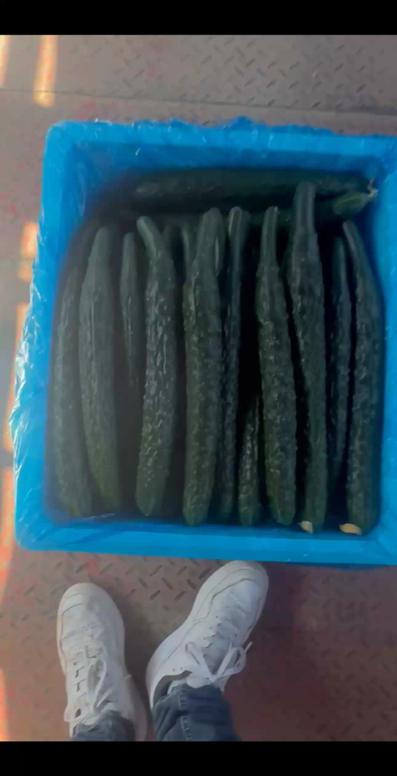 {牛商}河南夏邑县密刺黄瓜，大量上市，产地直发，欢迎来电