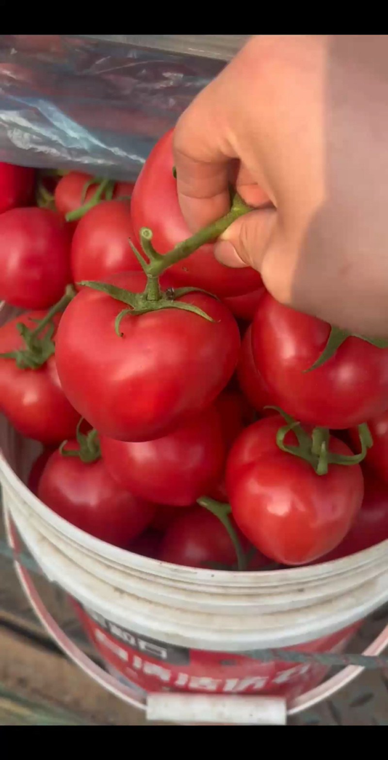 精品西红柿🍅硬粉