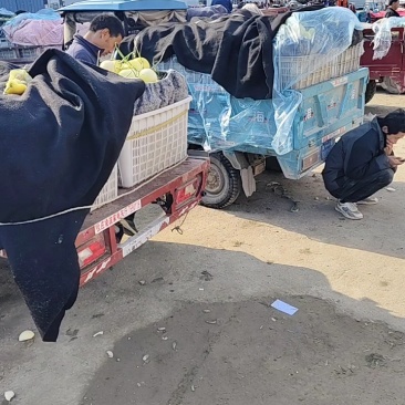山东玉姑甜瓜冰淇淋玉菇中国香瓜燕店镇欢迎电联价优