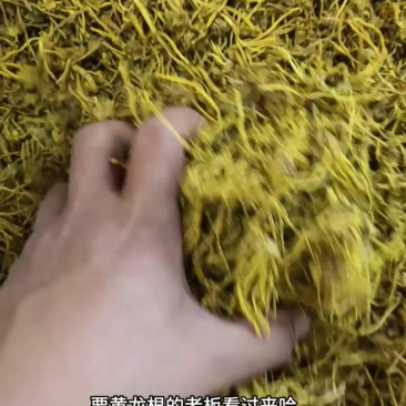 黄龙根金龙根雪灵茶黄龙草金龙石斛参龙须雪山黄龙茶批发代发