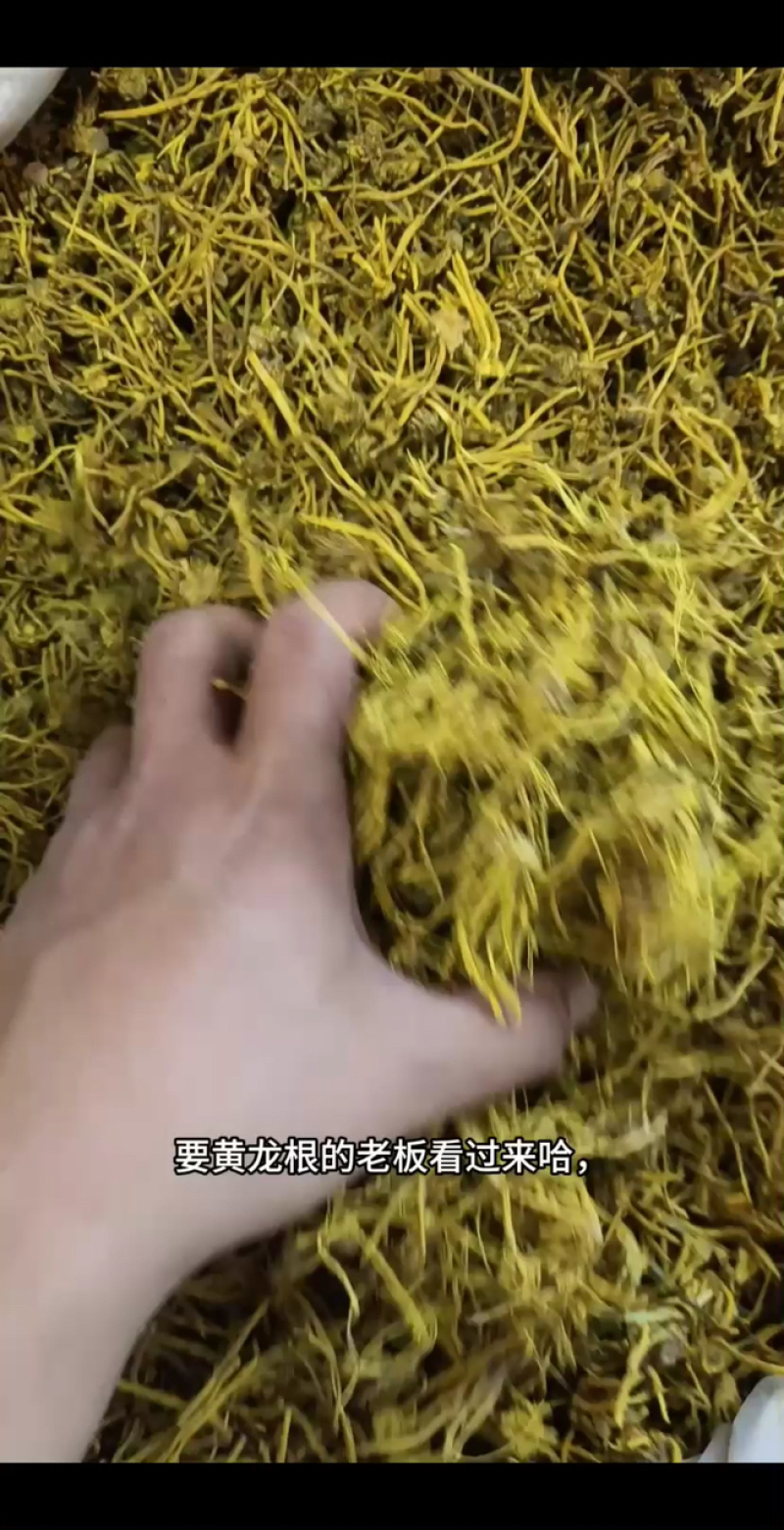 黄龙根金龙根雪灵茶黄龙草金龙石斛参龙须雪山黄龙茶批发代发