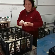 鲜鸭蛋精品双黄鸭蛋品质保证量大从优欢迎联系
