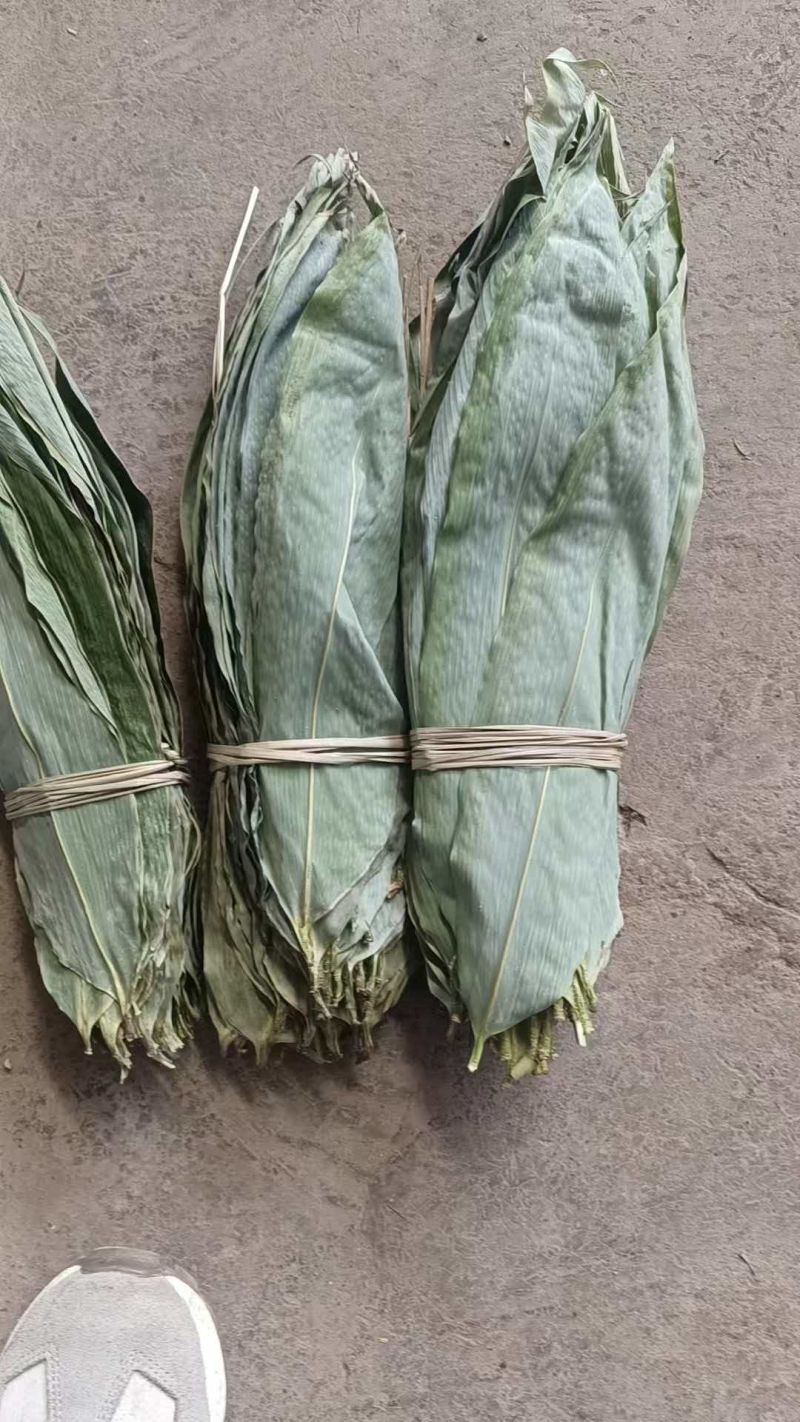 新鲜干粽叶